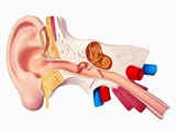التهاب و عفونت های گوش
