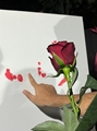 از نگاه دوربین /باغ یاس قاب لبخندها و گفتگوها